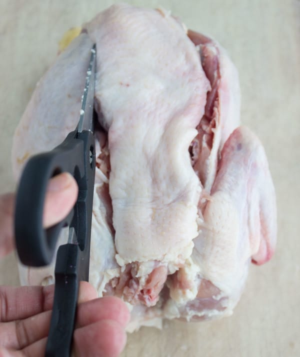 a backbone being cut out of the chicken with scissors to butterfly it