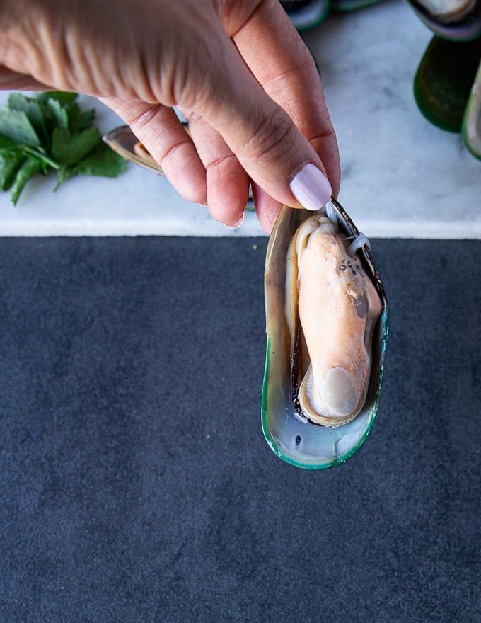 A hand holding a raw green mussel or new zealand mussel on the shell to show the size of the mussel