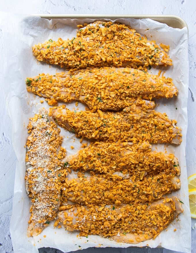 All the haddock fillets coated and placed on a baking sheet ready for baking 