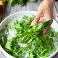 A hand layering the greens and fresh basil leaves at the bottom of the salad plate to make the salad recipe
