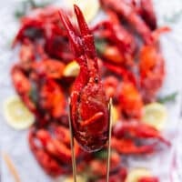 A close up look at crawfish