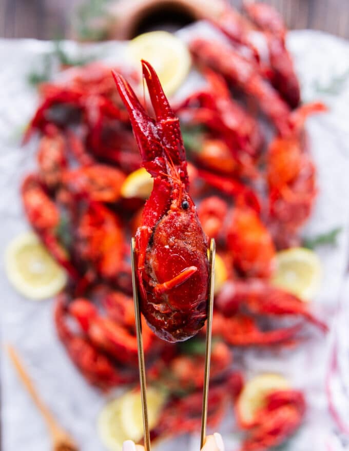 A close up look at crawfish 